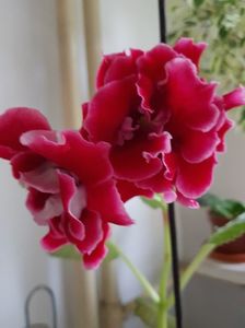 19.06; Gloxinia rosie
