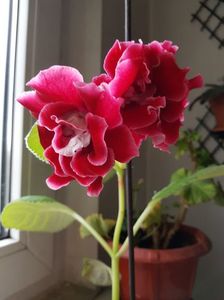19.06; GLOXINIA
