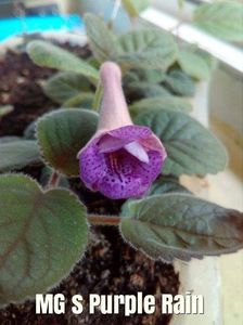 Mini sinningia MG`s Purple Rain