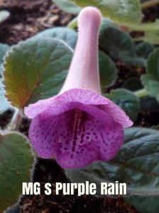 Mini sinningia MG`s Purple Rain