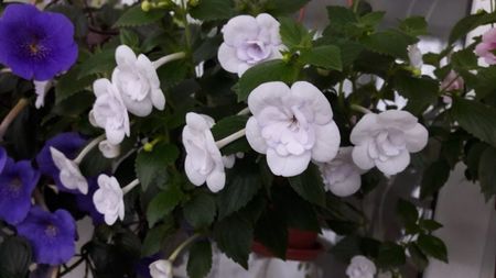 Double Picotte Rose