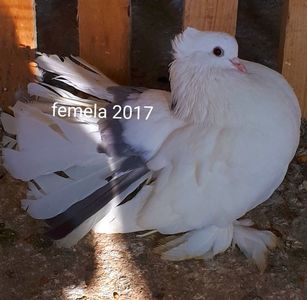 Femela 2017