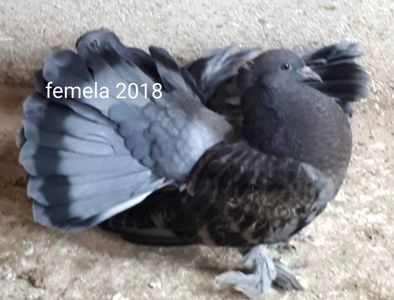Femela 2018