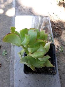 Crassula undulatifolia de la dianadia