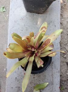 Crasula rosularis de la dianadia