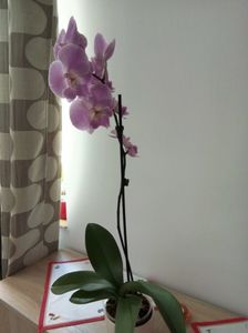 20.06.2018