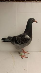 vandut