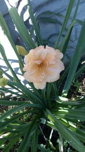 siloam orange splash
