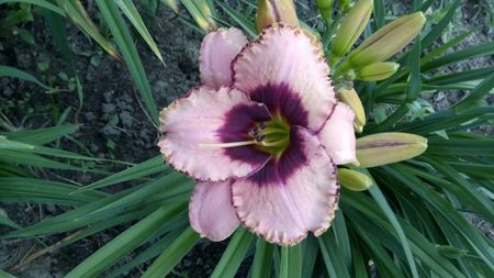 awesome blossom???
