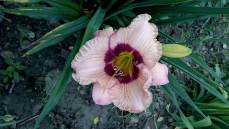 orchid candy