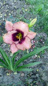 awesome blossom???