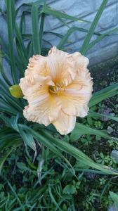 siloam orange splash