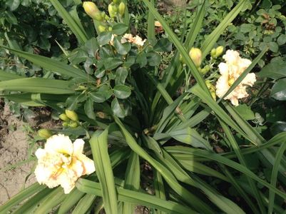 Siloam stainlet delight