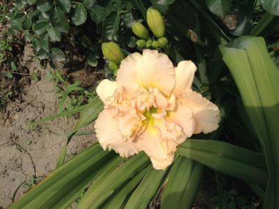 Siloam stainlet delight