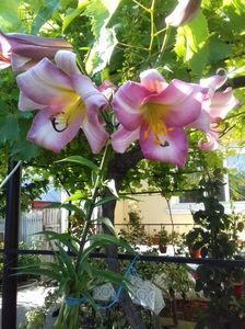 IMG-20180620-WA0031