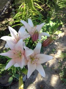 IMG-20180620-WA0033