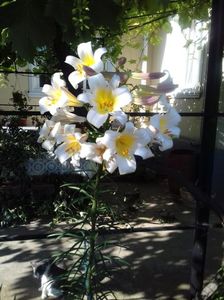IMG-20180620-WA0034