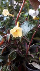 Yellow Beauty