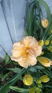 siloam orange splash