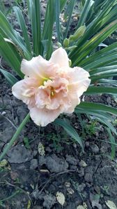 siloam stinnett s-delight
