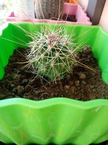Hamatocactus Hamatacanthus