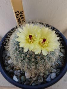 Notocactus scopa-inflorit de solstitiu