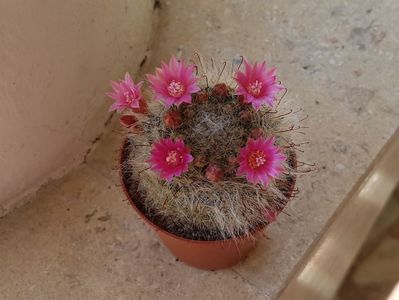 Mammillaria bocasana-tot de solstitiu dar a 2-a inflorire