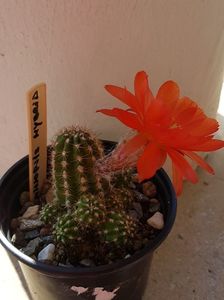 Echinopsis hb.