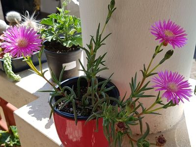 Lampranthus