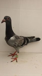 vandut