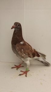 vandut