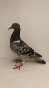 vandut