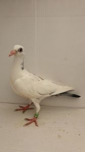 vandut