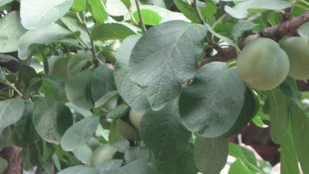 vinzare 170