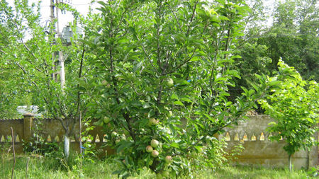 vinzare 176
