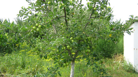 mar golden spur