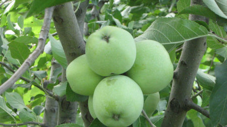 vinzare 187