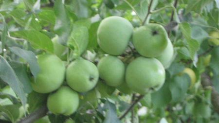 vinzare 188