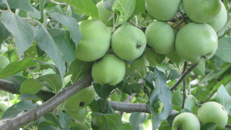 vinzare 189