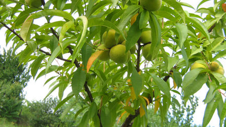 vinzare 201