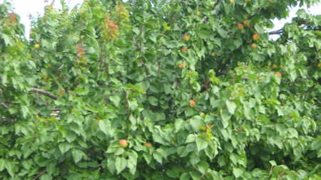 vinzare 205