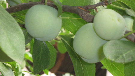 renglot galben-roz