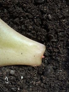 Norocul incepatorului zic :-)