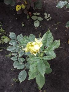 trandafir verde- boboc