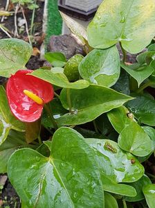 De pe terasa-Anthurium