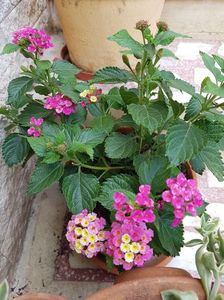 De pe terasa-Lantana galben cu roz