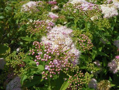 spiraea Genpei