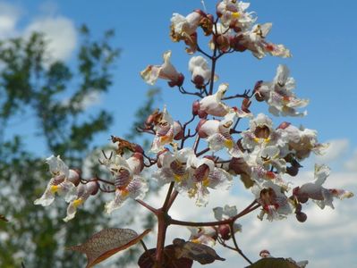 catalpa purpurea