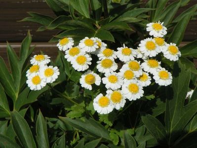 tanacetum parthenium