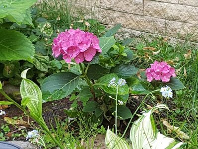 Hortensia Renate Steiniger-anul II; Nu e nici jumatate cat miss hepburn care nu e mare nici ea.
